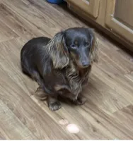 Chocolate dapple female, a female Miniature Dachshund for sale in Americus, GA – Photo 6 of 7