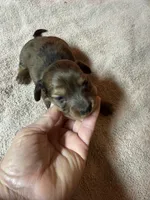 Chocolate dapple female, a female Miniature Dachshund for sale in Americus, GA – Photo 2 of 7