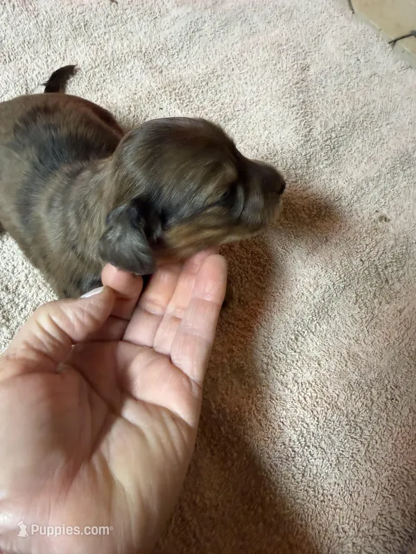 Chocolate dapple female – Miniature Dachshund puppy for sale in Americus, GA