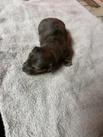 Chocolate dapple female, a female Miniature Dachshund for sale in Americus, GA – Photo 5 of 7