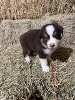 Navy collar, a male Australian Shepherd for sale in Americus, GA – 8 of 10