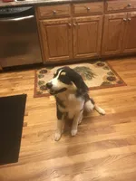 Purple collar, a female Australian Shepherd for sale in Americus, GA – 9 of 10