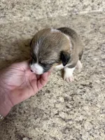 Red & white female #2, a female Pembroke Welsh Corgi for sale in Americus, GA – 9 of 10