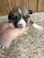 Red & white female #2, a female Pembroke Welsh Corgi for sale in Americus, GA – 7 of 10