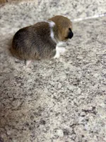 Red & white female #1, a female Pembroke Welsh Corgi for sale in Americus, GA – 2 of 9