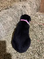Pink collar, a female Australian Shepherd for sale in Americus, GA – 3 of 10