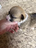 Red & white female #3, a female Pembroke Welsh Corgi for sale in Americus, GA – 4 of 10