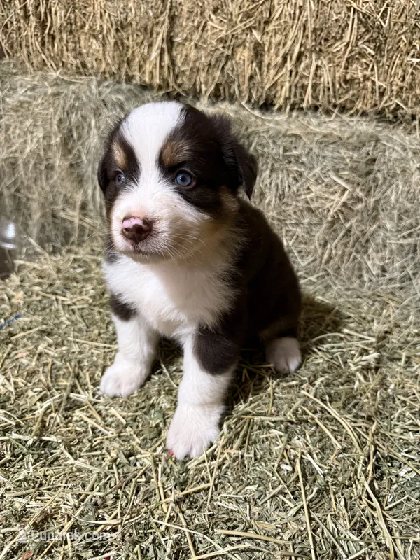 Navy collar – Australian Shepherd puppy for sale in Americus, GA