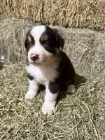 Navy collar, a male Australian Shepherd for sale in Americus, GA – 1 of 10