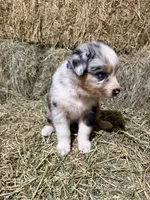 Purple collar, a female Australian Shepherd for sale in Americus, GA – 2 of 10