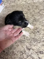 Black & tan w/white female #5, a female Pembroke Welsh Corgi for sale in Americus, GA – 7 of 10