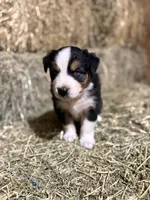 Green collar, a male Australian Shepherd for sale in Americus, GA – 7 of 10