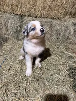Purple collar, a female Australian Shepherd for sale in Americus, GA – 6 of 10