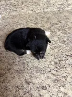 Black & tan w/white female #5, a female Pembroke Welsh Corgi for sale in Americus, GA – 9 of 10