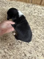 Black & tan w/white female #4, a female Pembroke Welsh Corgi for sale in Americus, GA – 4 of 8