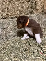 Orange collar, a male Australian Shepherd for sale in Americus, GA – 4 of 10