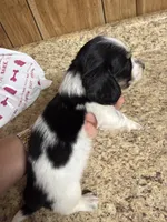 Black & Cream Piebald - male , a male Miniature Dachshund for sale in Americus, GA – 2 of 10
