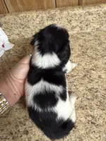 Black & Cream Piebald - male , a male Miniature Dachshund for sale in Americus, GA – 3 of 10