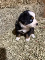 Pink collar, a female Australian Shepherd for sale in Americus, GA – 2 of 10