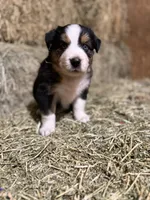 Green collar, a male Australian Shepherd for sale in Americus, GA – 3 of 10