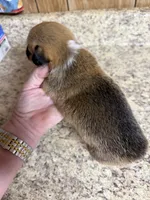 Red & white female #1, a female Pembroke Welsh Corgi for sale in Americus, GA – 5 of 9