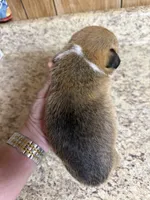 Red & white female #1, a female Pembroke Welsh Corgi for sale in Americus, GA – 7 of 9