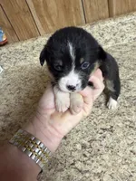 Black & tan w/white female #4, a female Pembroke Welsh Corgi for sale in Americus, GA – 2 of 8