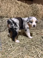 Purple collar, a female Australian Shepherd for sale in Americus, GA – 3 of 10