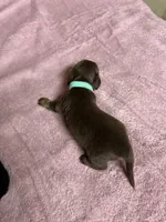 Chocolate & tan - turquoise collar, a female Miniature Dachshund for sale in Americus, GA – Photo 4 of 6