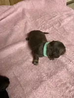 Chocolate & tan - turquoise collar, a female Miniature Dachshund for sale in Americus, GA – Photo 5 of 6