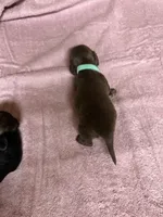 Chocolate & tan - turquoise collar, a female Miniature Dachshund for sale in Americus, GA – Photo 3 of 6