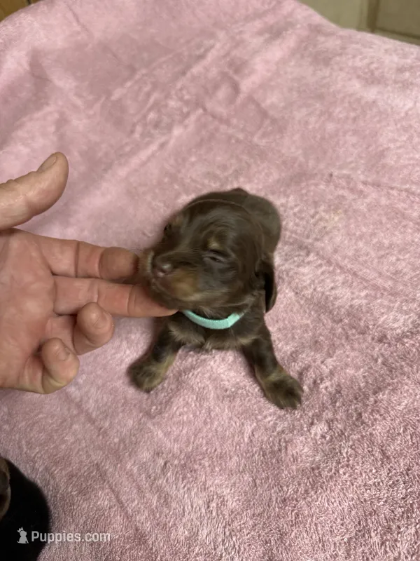 Chocolate & tan - turquoise collar – Miniature Dachshund puppy for sale in Americus, GA
