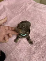 Chocolate & tan - turquoise collar, a female Miniature Dachshund for sale in Americus, GA – Photo 1 of 6