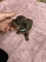 Chocolate & tan - turquoise collar, a female Miniature Dachshund for sale in Americus, GA – Photo 2 of 6