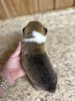 Red & white female #3, a female Pembroke Welsh Corgi for sale in Americus, GA – 5 of 10