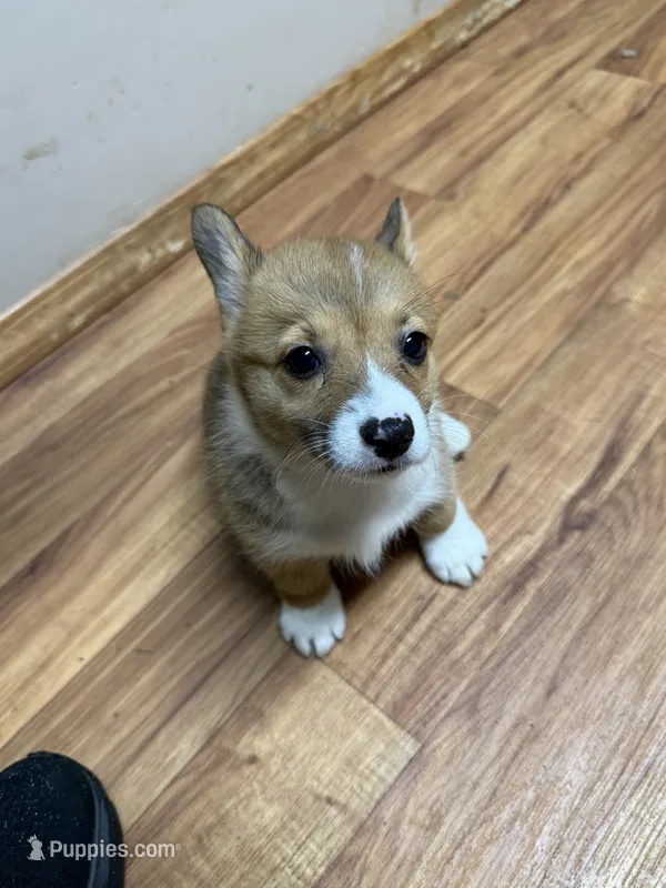 Red & white female #3 – Pembroke Welsh Corgi puppy for sale in Americus, GA