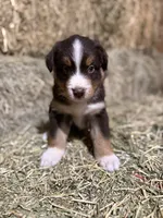 Red collar, a male Australian Shepherd for sale in Americus, GA – 3 of 10