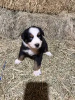 Pink collar, a female Australian Shepherd for sale in Americus, GA – 4 of 10