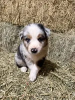 Purple collar, a female Australian Shepherd for sale in Americus, GA – 4 of 10