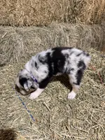 Purple collar, a female Australian Shepherd for sale in Americus, GA – 5 of 10