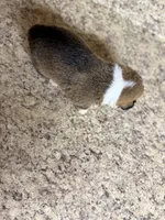Red & white female #2, a female Pembroke Welsh Corgi for sale in Americus, GA – 6 of 10
