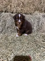 Blue collar, a male Australian Shepherd for sale in Americus, GA – 5 of 9