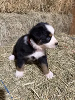 Pink collar, a female Australian Shepherd for sale in Americus, GA – 6 of 10