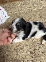 Black & Cream Piebald - male , a male Miniature Dachshund for sale in Americus, GA – 5 of 10
