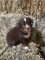 Blue collar, a male Australian Shepherd for sale in Americus, GA – 4 of 9