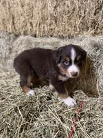 Red collar, a male Australian Shepherd for sale in Americus, GA – 2 of 10
