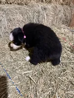 Pink collar, a female Australian Shepherd for sale in Americus, GA – 8 of 10