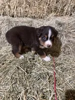 Red collar, a male Australian Shepherd for sale in Americus, GA – 7 of 10