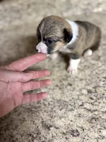Red & white female #2, a female Pembroke Welsh Corgi for sale in Americus, GA – 5 of 10