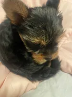 Lupy, a female Yorkshire Terrier for sale in Methuen, MA – 4 of 4